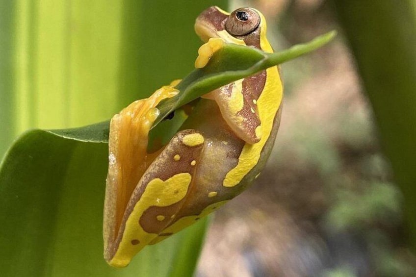Une grenouille agrippée à une feuille verte. 5