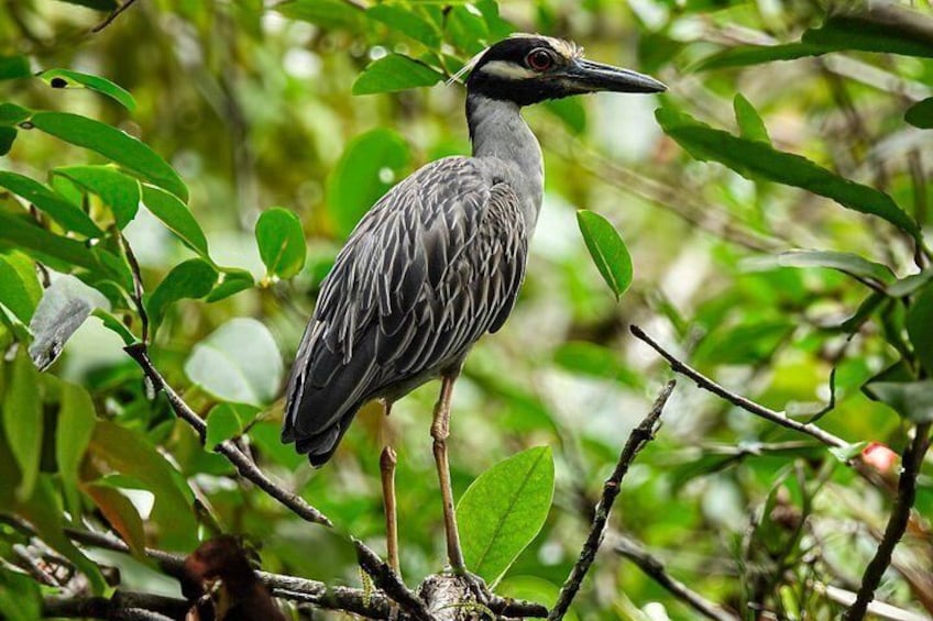 Un oiseau était perché sur une branche, entouré d’un feuillage verdoyant. 3