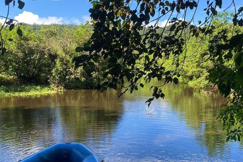 Bijagua Upala Rainforest, Trails, Sloths, Birds and others 2