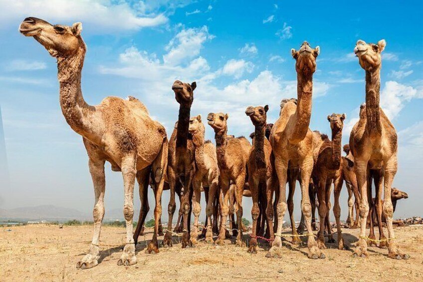 A group of camels standing in a desert. 5