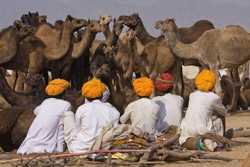A group of men sitting with camels in a desert setting. 3