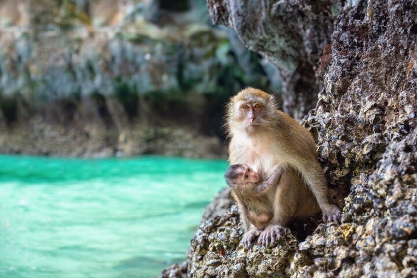 A monkey sitting on a rocky cliff by turquoise water. 4