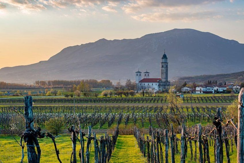 A vineyard with rows of grapevines, a church with a bell tower, and mountains in the background. 2