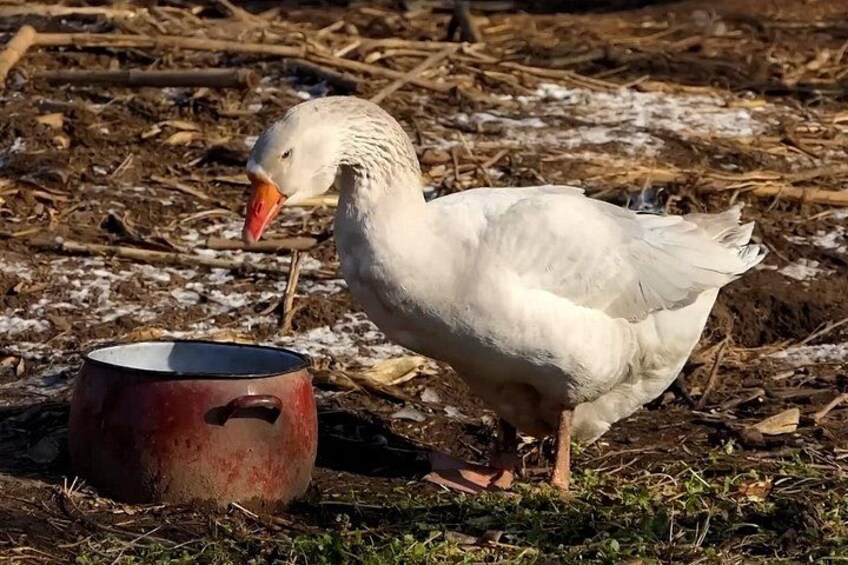 Eine weiße Gans steht neben einem roten Topf auf einem strohbedeckten Boden mit Schneeflecken. 3