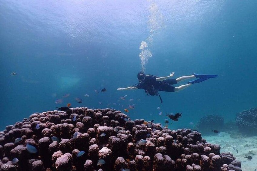 Un buceador nada cerca de un arrecife de coral con peces. 2