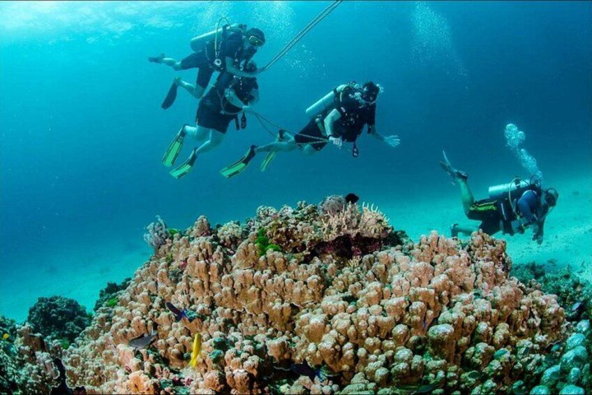 Buceadores explorando un arrecife de coral. 3