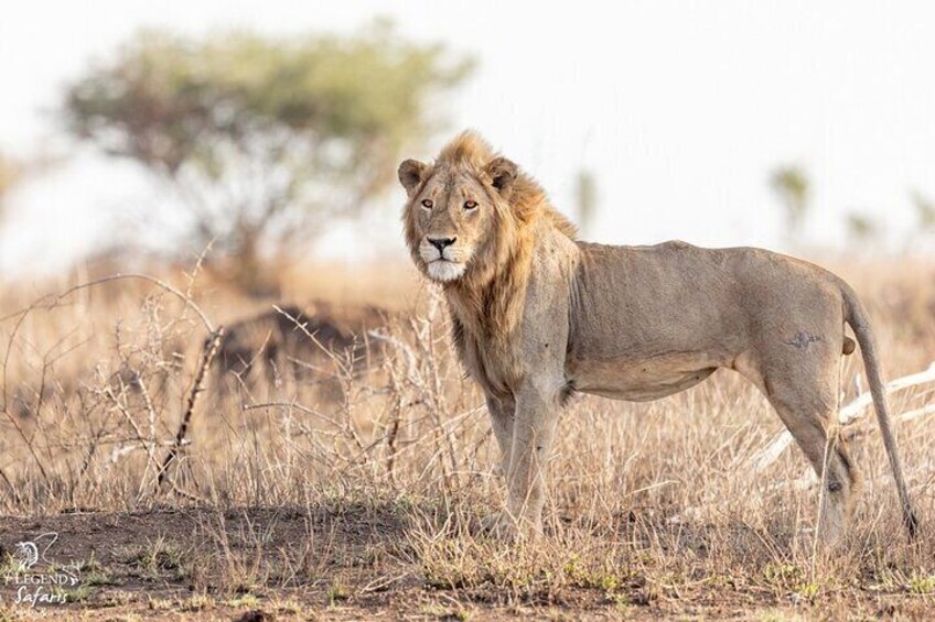 Half Day Kruger Safari Tour from Malelane and Komatipoort 1
