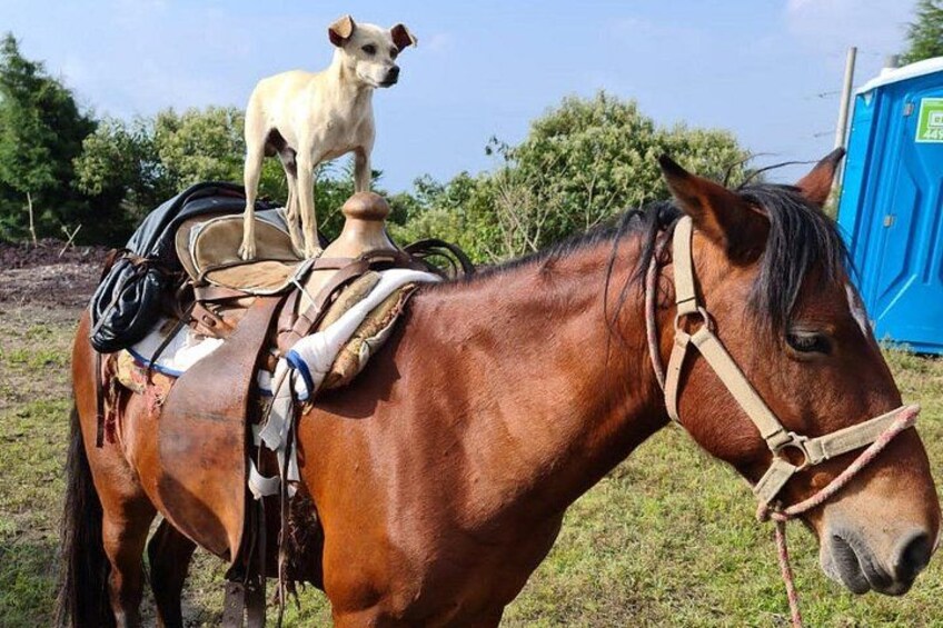 Puerto Quetzal Pacaya Volcano Horseback Ride with Lava Pizza 4