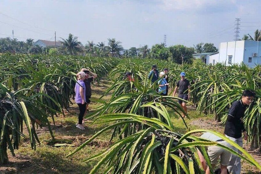 A group of people walking through a field of tall plants, possibly a crop. 5