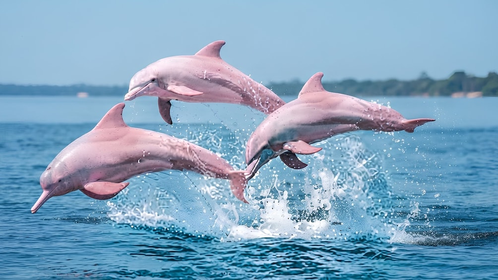 Koh Samui: Pink Dolphin, Snorkeling & Kayaking Tour 1