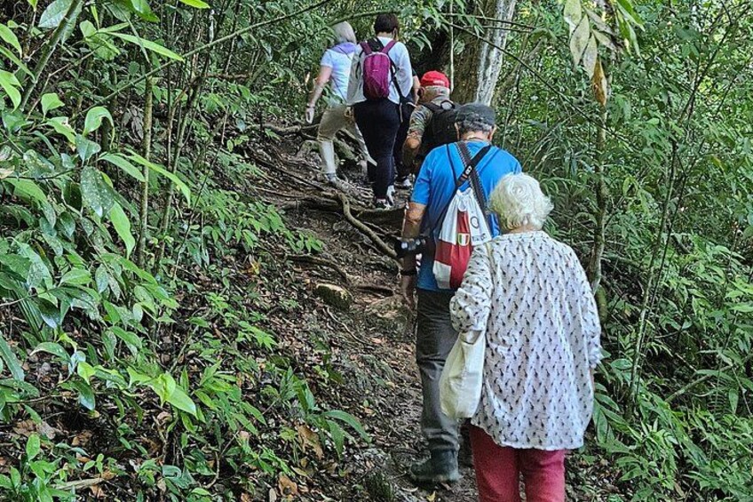 A group of hikers on a forest trail surrounded by dense vegetation. 5