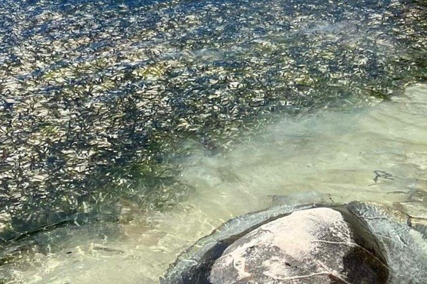 Masa de agua con superficie rocosa y una gran roca en primer plano. 4