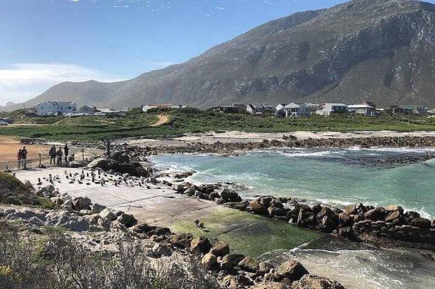 Cape Agulhas Tour 5