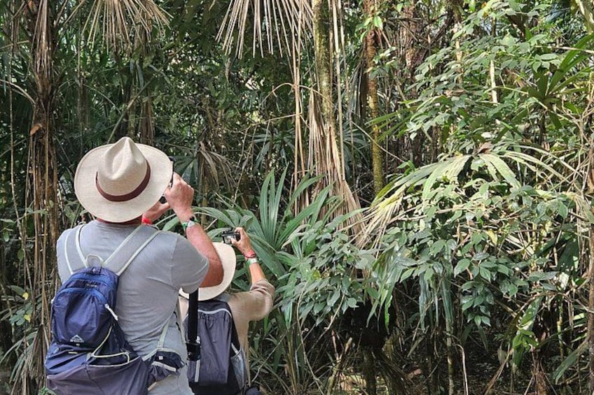 A person taking a photograph in a dense, tropical forest. 4