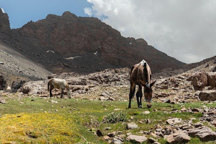 A horse grazing in a rocky mountainous area with sparse vegetation. 1