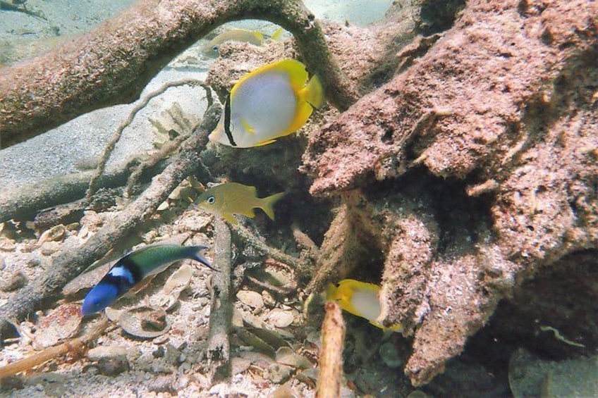 Mangrove Lagoon Kayak, Snorkel & Swim Excursion 4