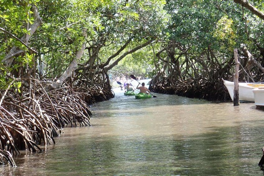 Mangrove Lagoon Kayak, Snorkel & Swim Excursion 5
