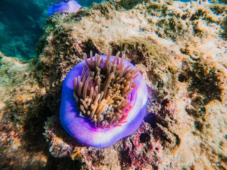 Tropical Treasures: Snorkeling & Kayaking in Angthong Marine Park 2