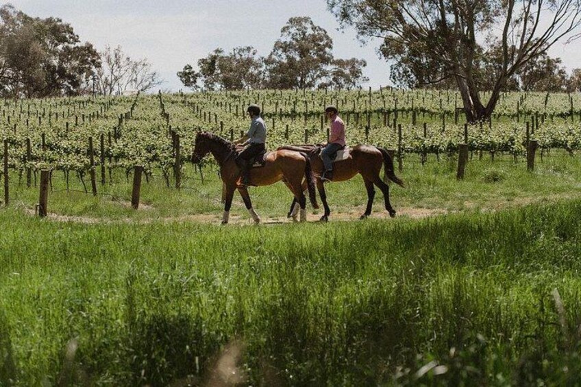 Horse Trail Ride and Wine Tasting at Adelaide Hills Winery 1