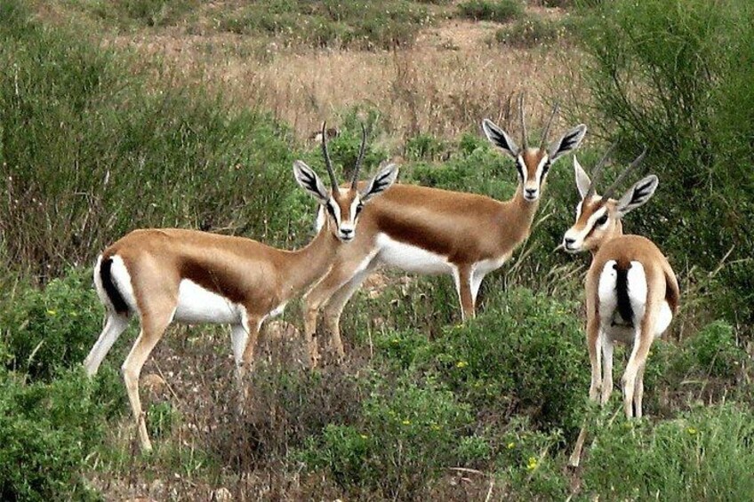 safari wildlife viewing 1