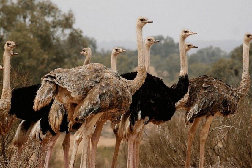 safari wildlife viewing 5