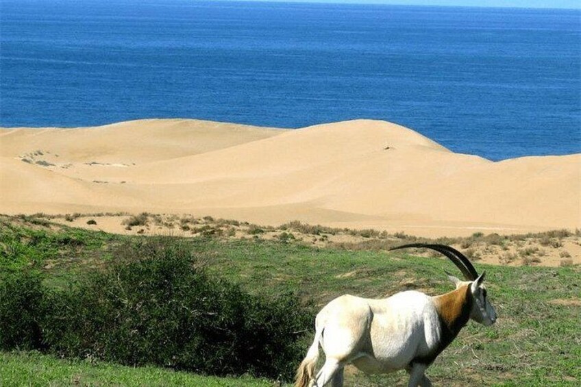 safari wildlife viewing 3