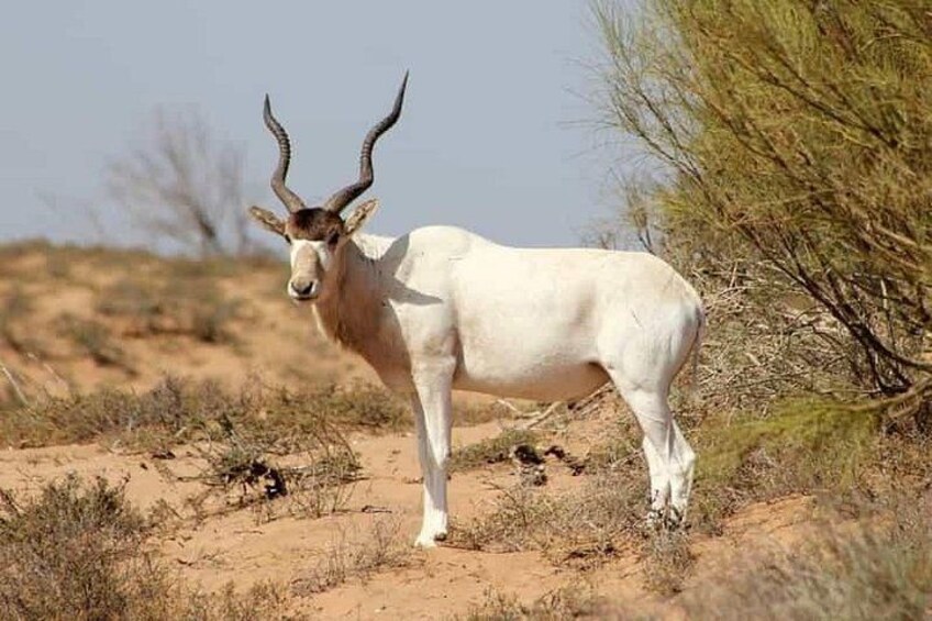 safari wildlife viewing 4