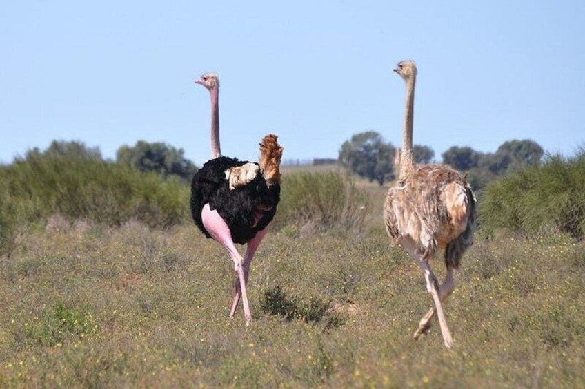 safari wildlife viewing 2