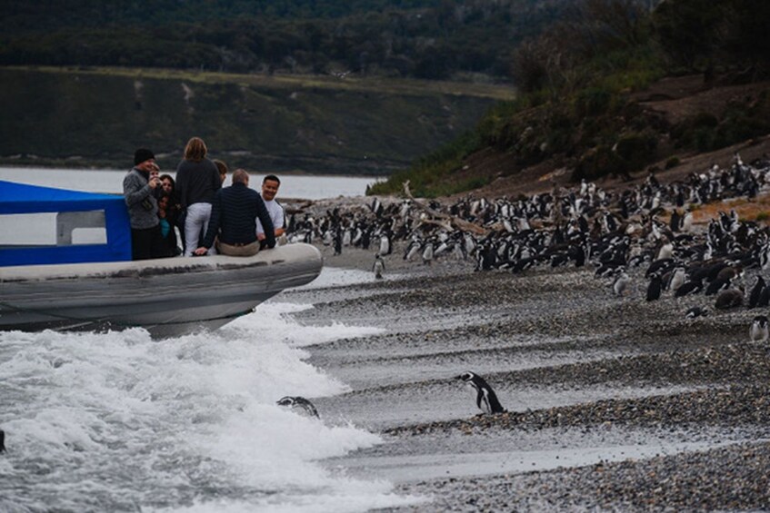 Puerto Almanza & Martillo Island A Unique Penguin Encounter 1