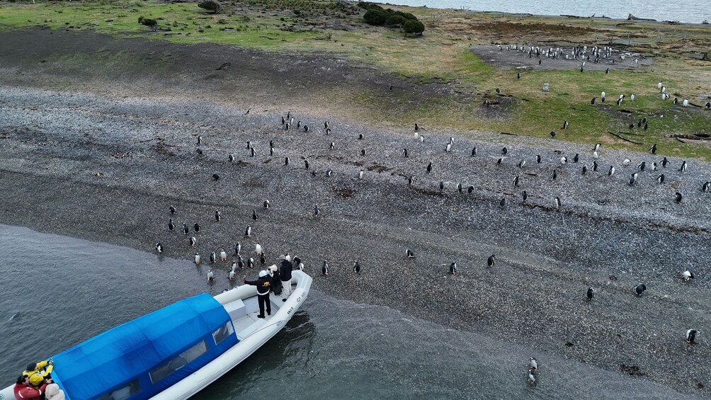 Puerto Almanza & Martillo Island A Unique Penguin Encounter 3