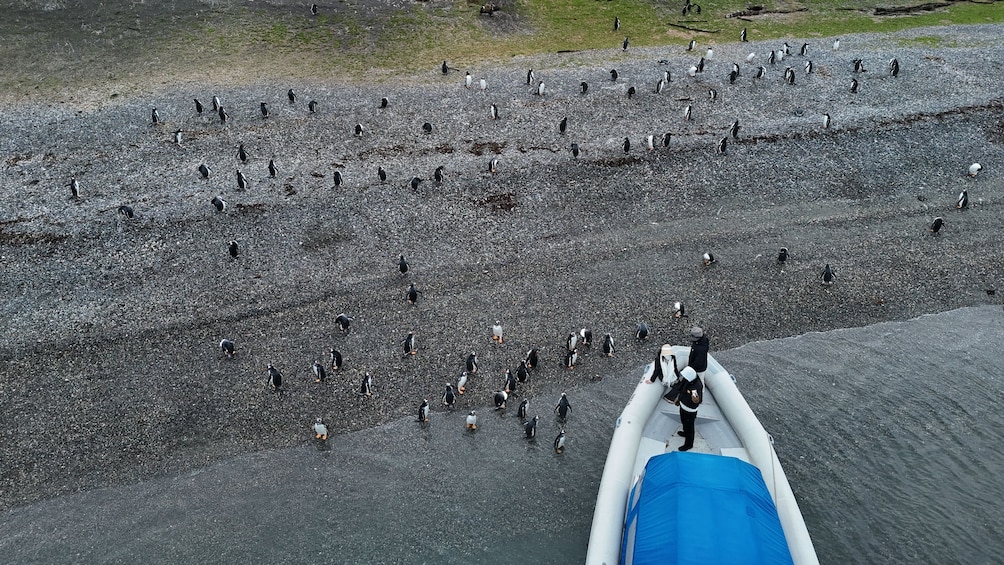 Puerto Almanza & Martillo Island A Unique Penguin Encounter 4