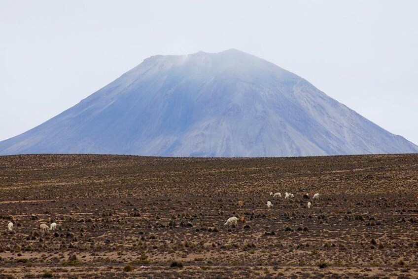 From Arequipa: Conventional 2-Day Colca Canyon Tour 2