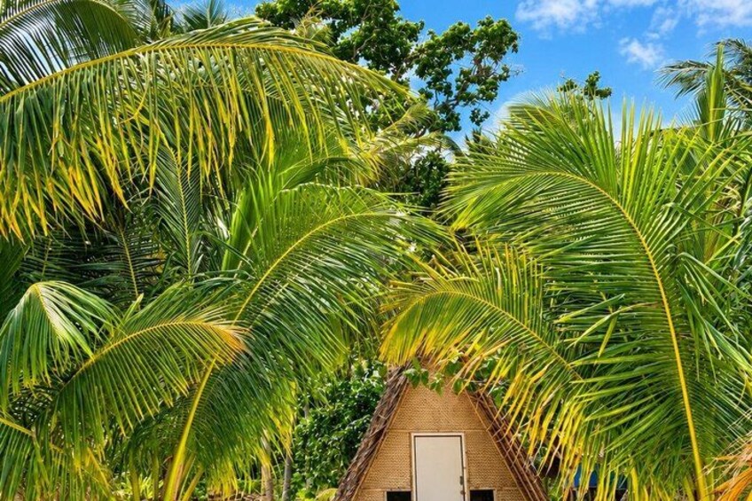 A house surrounded by lush palm trees. 2