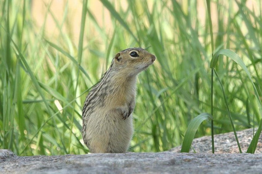 A small rodent standing on a concrete surface with green grass in the background. 1