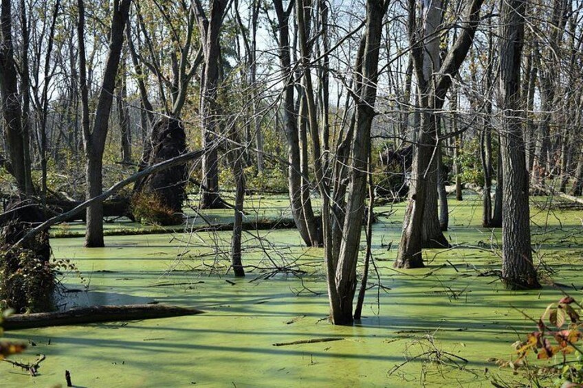 A swampy area with tall trees and green water. 4