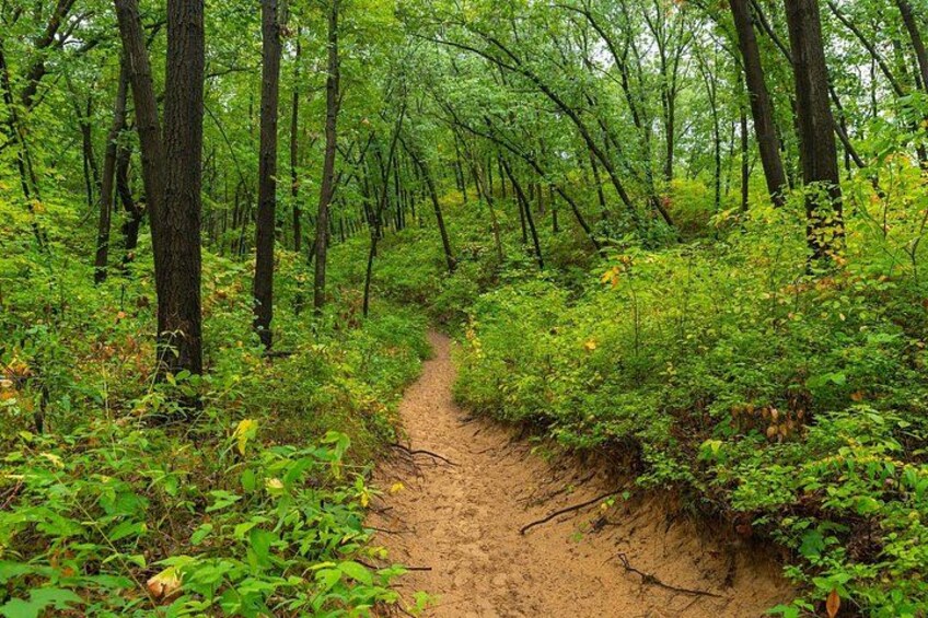 A forest trail surrounded by dense greenery and trees. 5