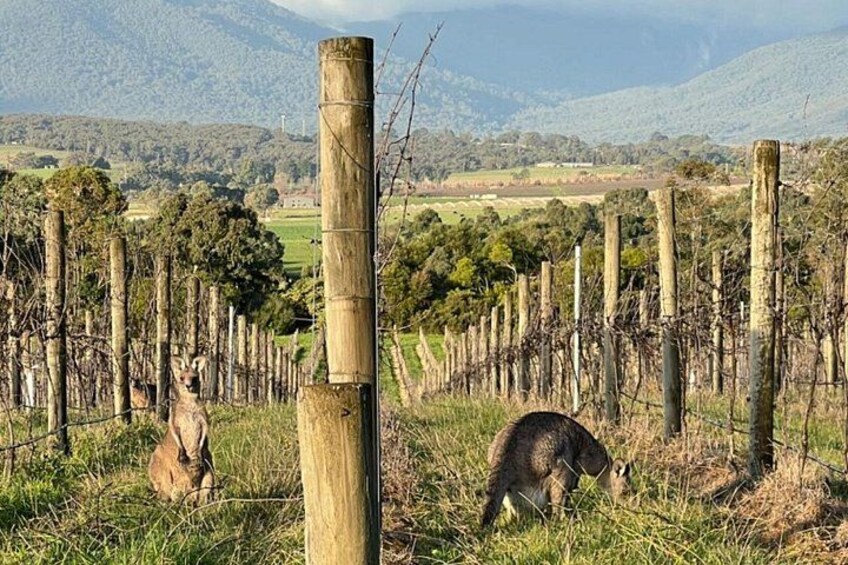 Melbourne Yarra Valley Wineries Explore Private Tour 4