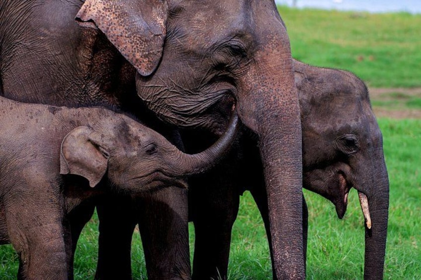 A group of elephants in a grassy field. 1