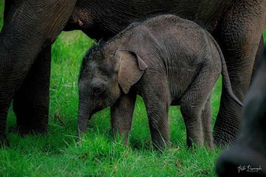 A baby elephant standing in a grassy area with adult elephants nearby. 5