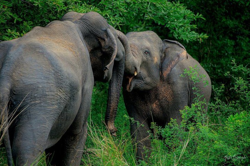 Two elephants in a lush green forest. 4