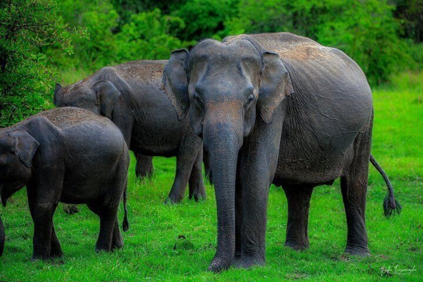 A group of elephants in a grassy field with trees in the background. 2
