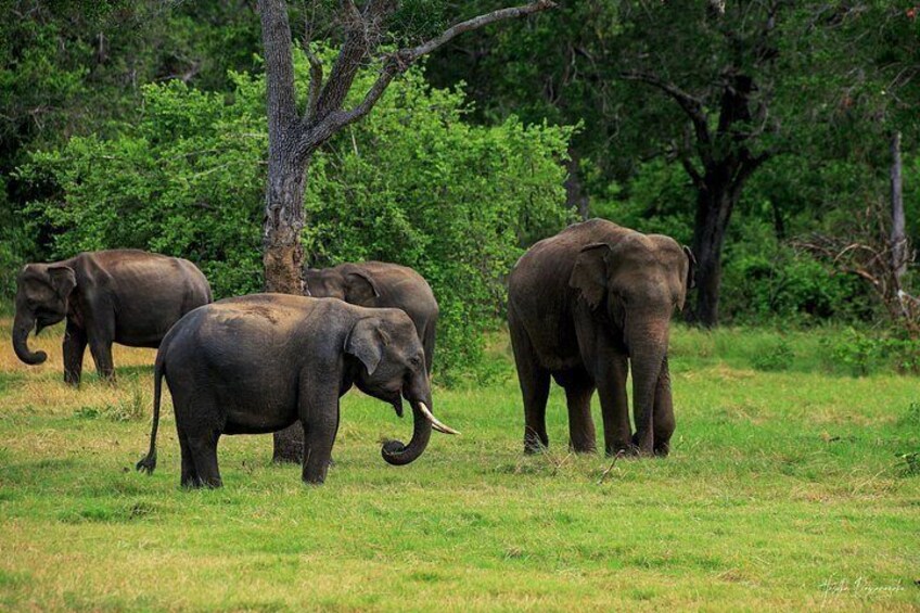 Elephants in a grassy field with trees in the background. 3