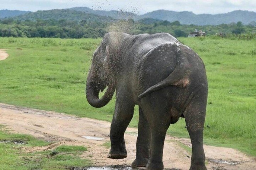 An elephant standing on a dirt path in a grassy field with mountains in the background. 4