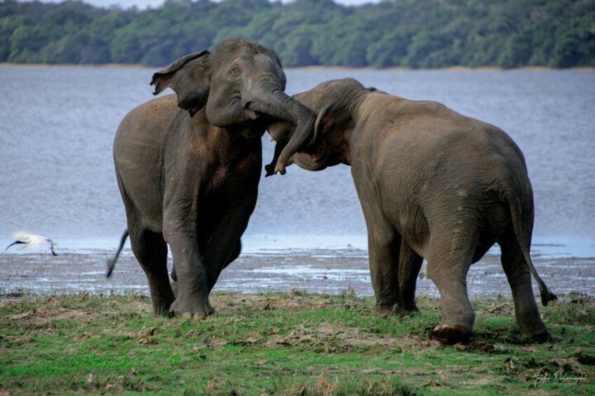 Visiting the Historical Polonnaruwa Ruins and Minneriya Safari 4