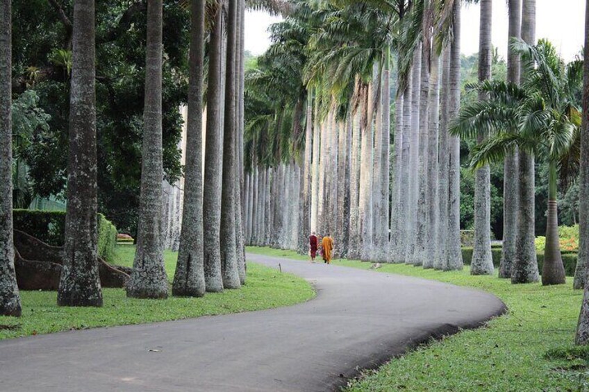 Un sentiero fiancheggiato da alte palme, una persona che cammina e una strada curva. 5
