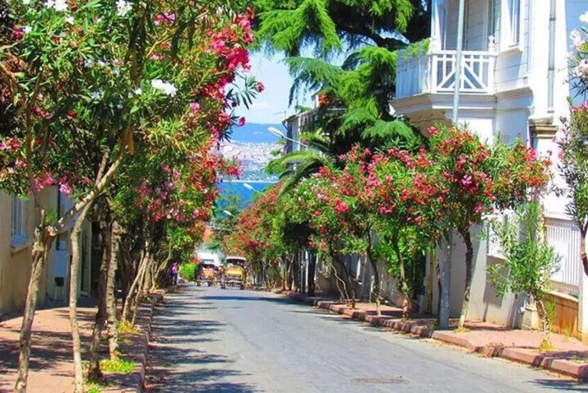 A tree-lined street with buildings, a clear sky, and a distant mountain. 1
