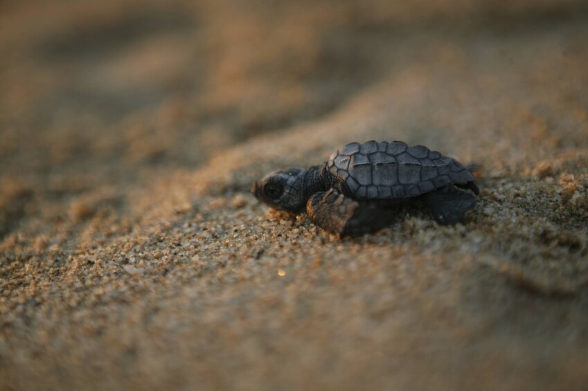 En skildpadde på en sandstrand. 3