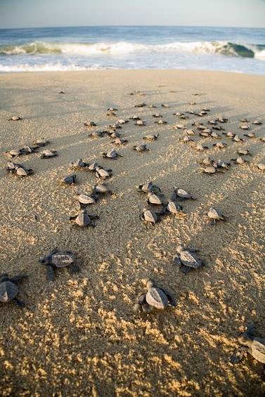 En strand fyldt med mange havskildpadder i sandet. 2