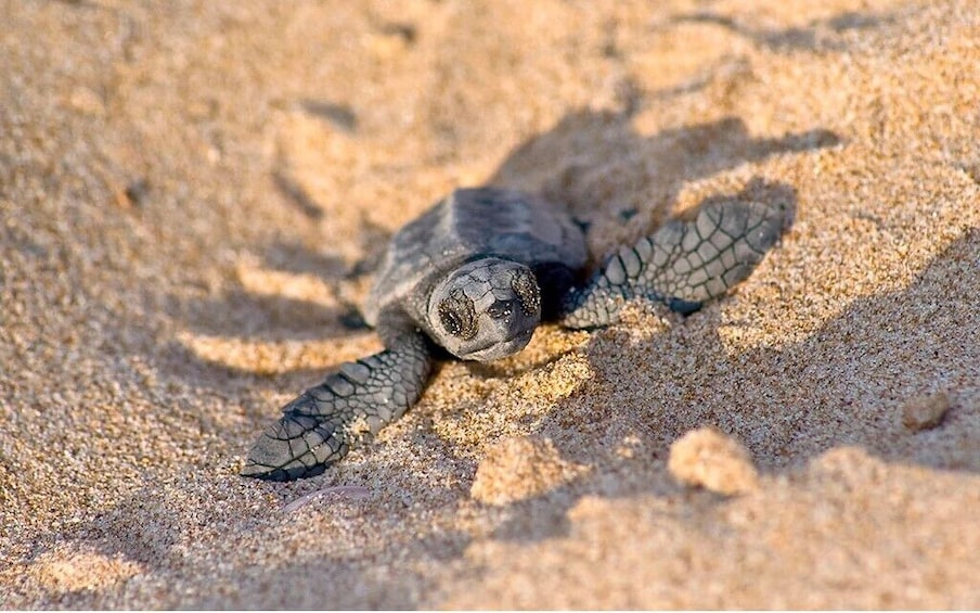 En havskildpadde på en sandstrand. 1