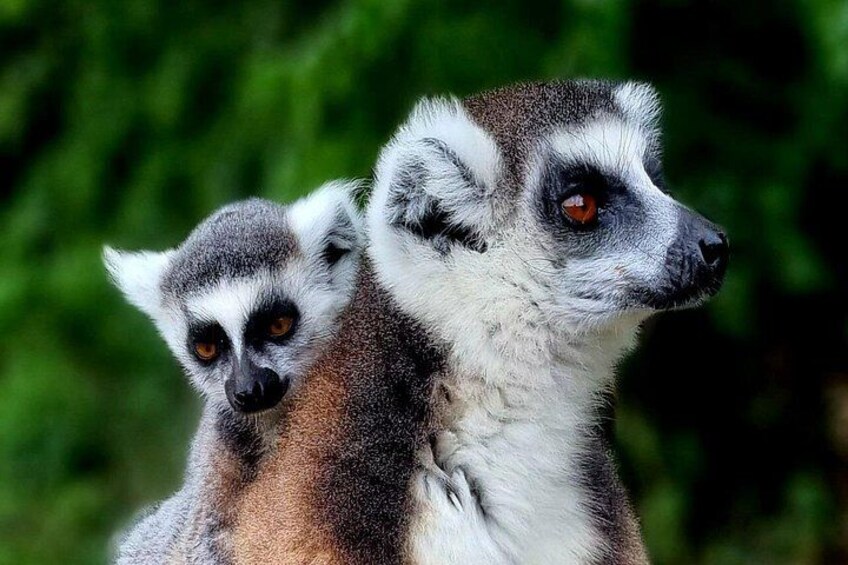 Two lemurs with prominent eyes and a green leafy background. 1